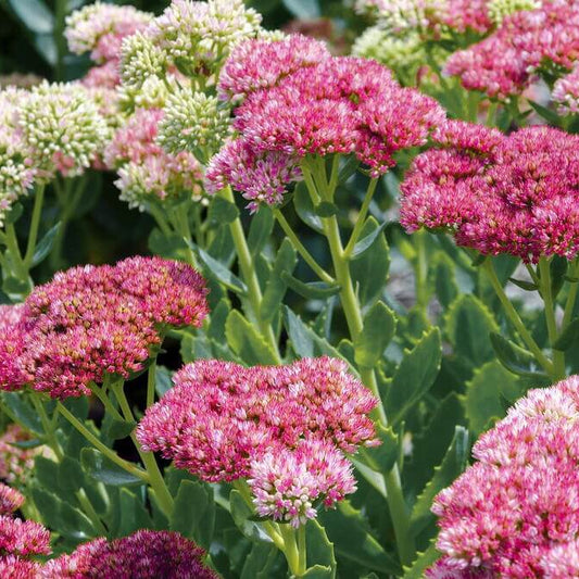Stonecrop Seeds - Flower Plant for Home Gardens