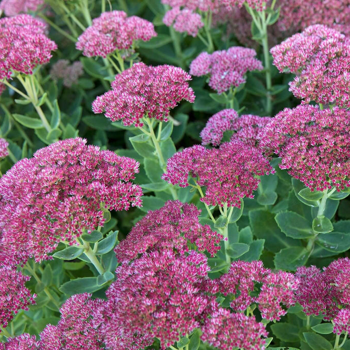 Stonecrop seeds - Flower Plant for Home Gardens