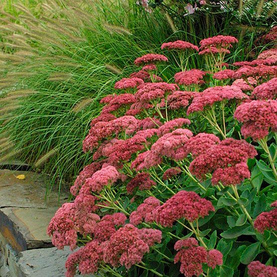 Stonecrop seeds - Flower Plant for Home Gardens