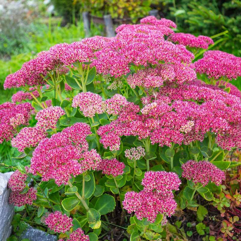Stonecrop seeds - Flower Plant for Home Gardens
