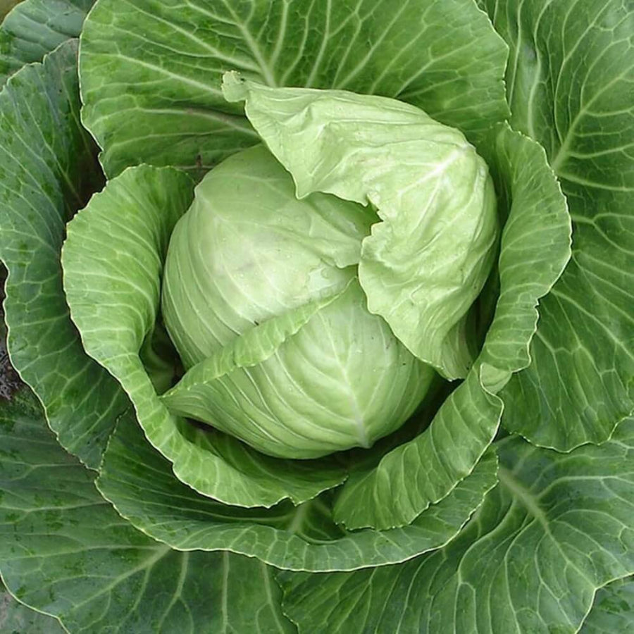 Stonehead cabbage seeds -Vegetable Plant