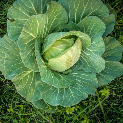 Stonehead cabbage seeds -Vegetable Plant