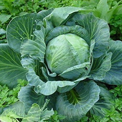 Stonehead cabbage seeds -Vegetable Plant