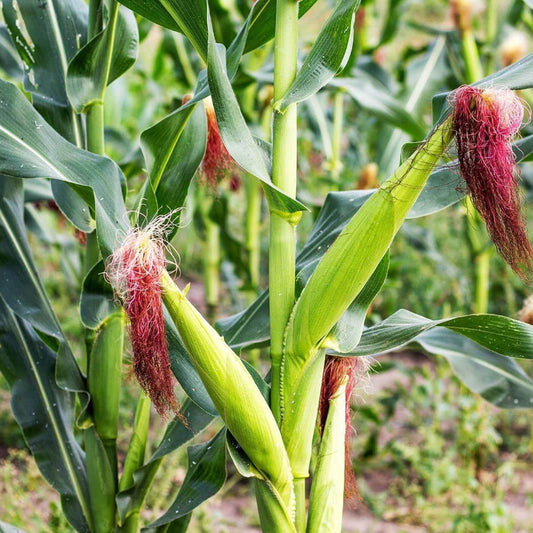 Stowell's Evergreen Sweet Corn Seeds - Heirloom Vegetable Plant for Home Gardens