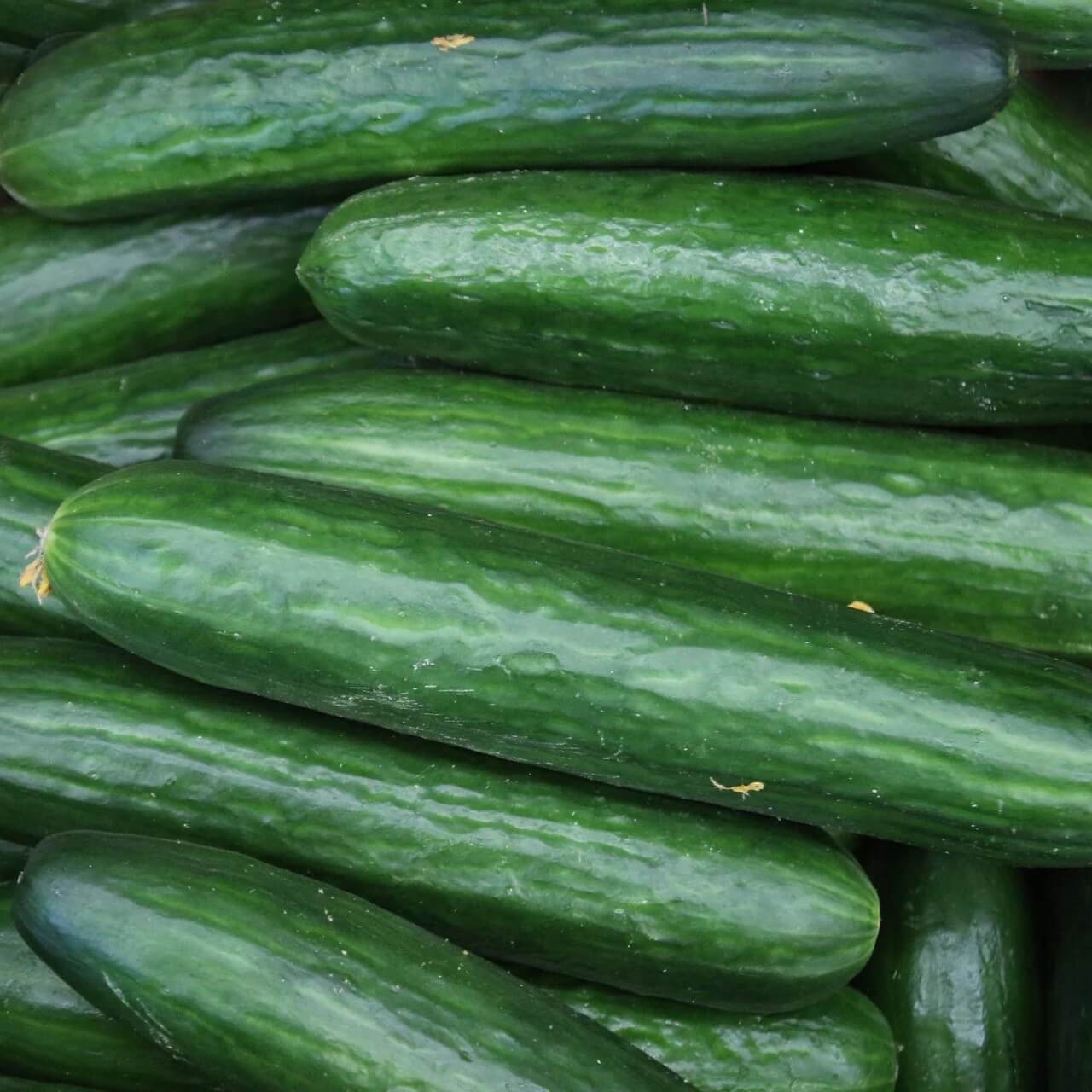 Straight Eight Cucumber seeds