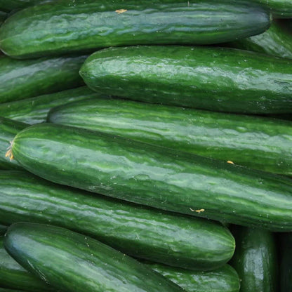 Straight Eight Cucumber seeds