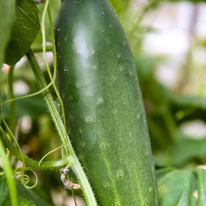 Straight Eight Cucumber seeds