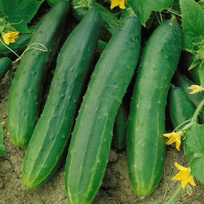 Straight Eight Cucumber seeds