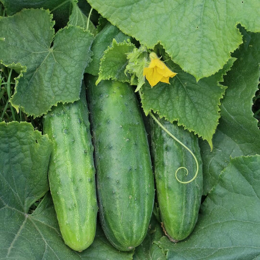 Straight Eight Cucumber seeds