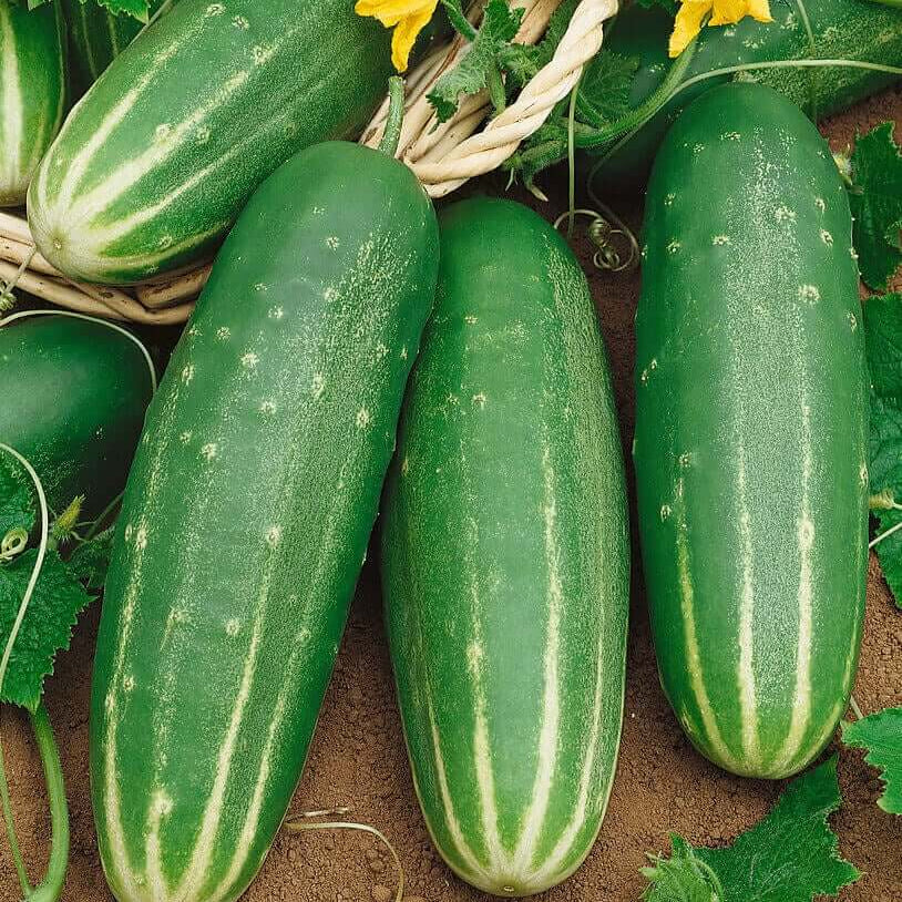 Straight eight cucumber seeds - Vegetable Plant