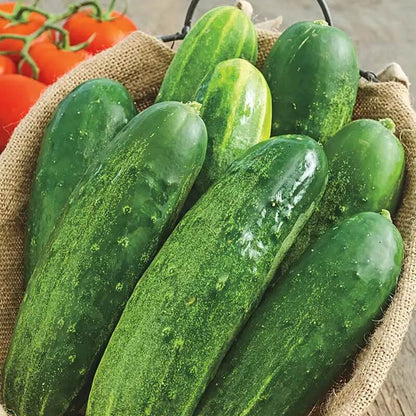Straight eight cucumber seeds - Vegetable Plant
