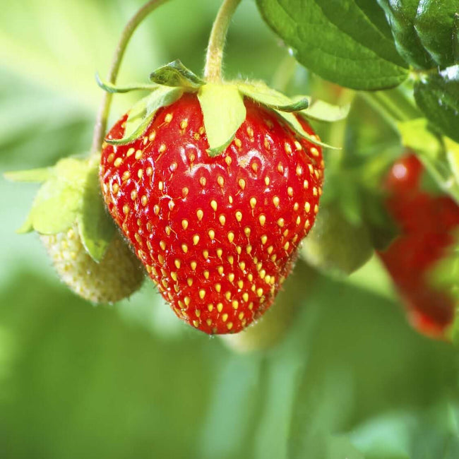 Strawberrie Seeds - Fruit Plant