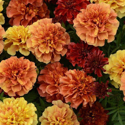 Strawberry Blonde Marigold Seeds - Flower Plant