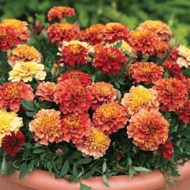 Strawberry Blonde Marigold Seeds - Flower Plant
