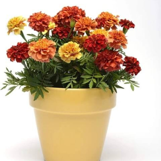 Strawberry Blonde Marigold Seeds - Flower Plant