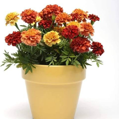 Strawberry Blonde Marigold Seeds - Flower Plant