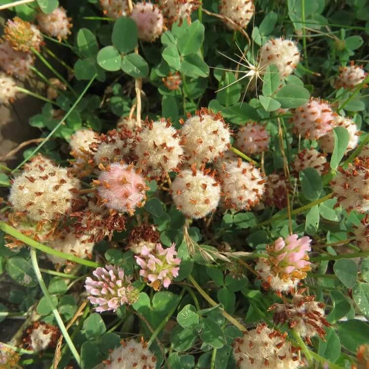 Strawberry Clover Seeds