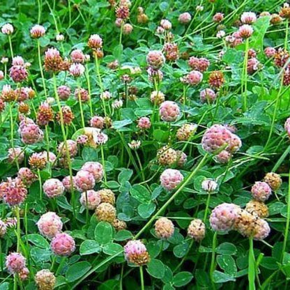 Strawberry Clover Seeds - Herbal Plant