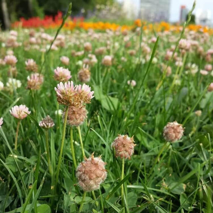 Strawberry Clover Seeds
