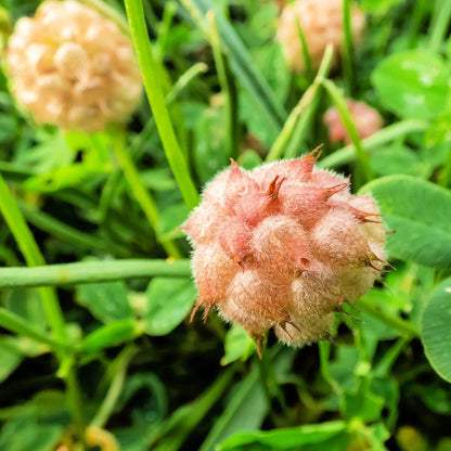 Strawberry Clover Seeds - Herbal Plant