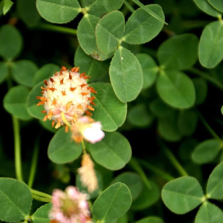 Strawberry Clover Seeds