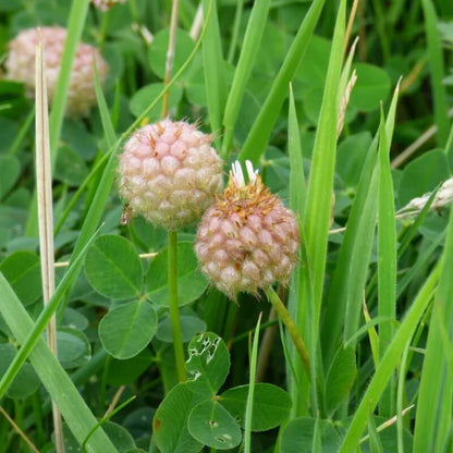 Strawberry Clover Seeds