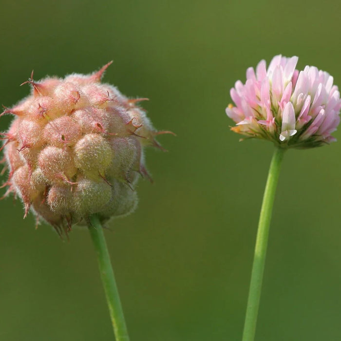 Strawberry Clover Seeds - Herbal Plant