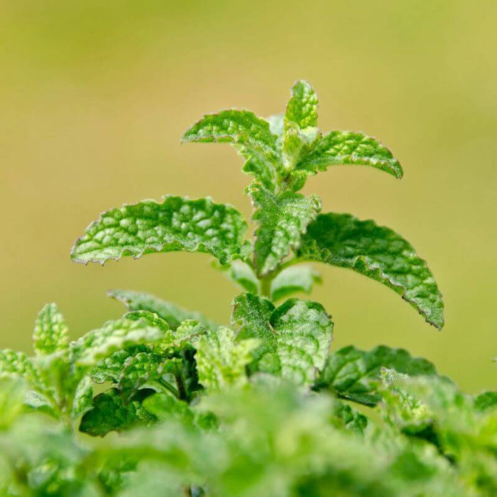 Strawberry Mint - Herbal Plant