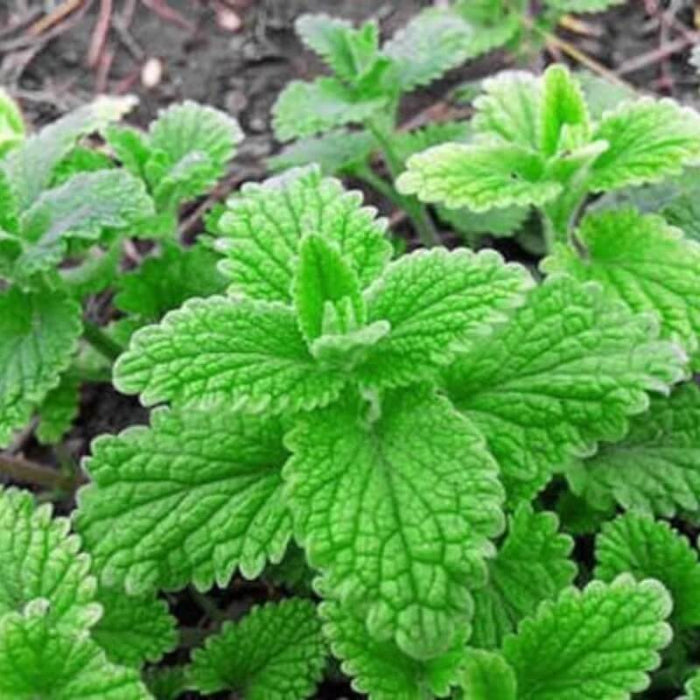 Strawberry Mint - Herbal Plant