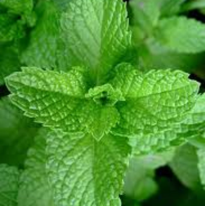 Strawberry Mint - Herbal Plant