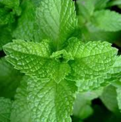 Strawberry Mint - Herbal Plant