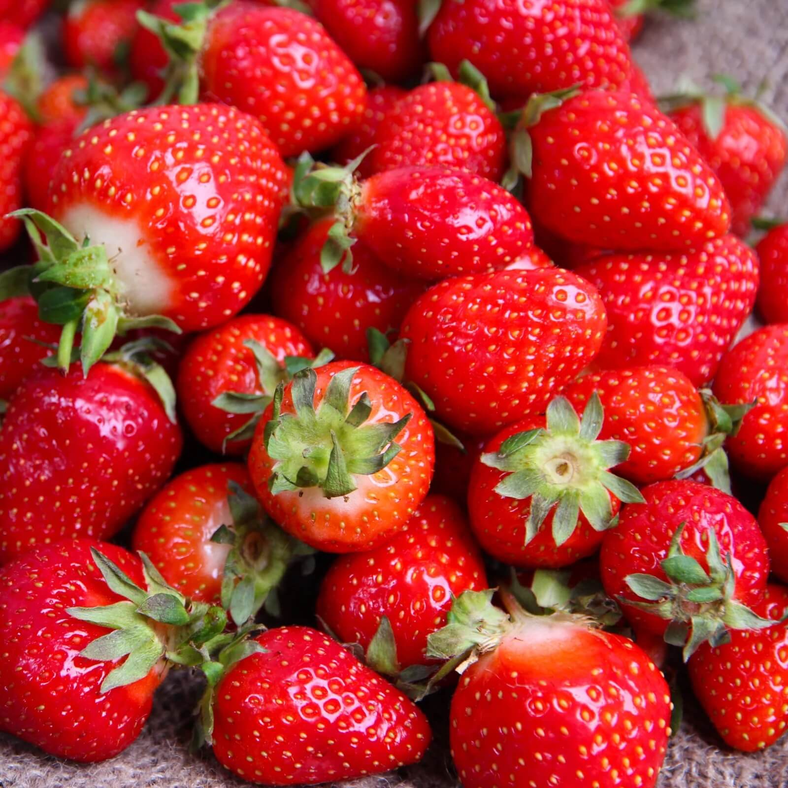 Strawberry Seeds 