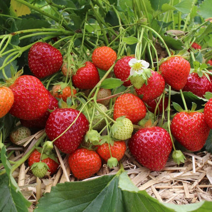 Strawberry Seeds 