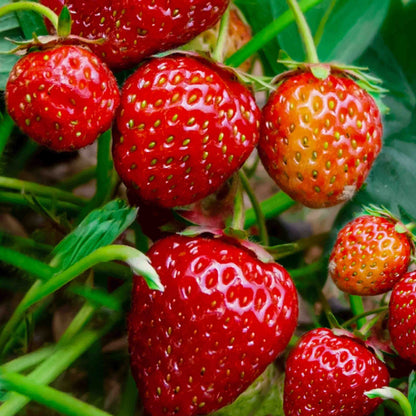 Strawberry Seeds 