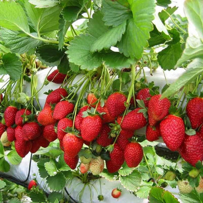 Strawberry Seeds 