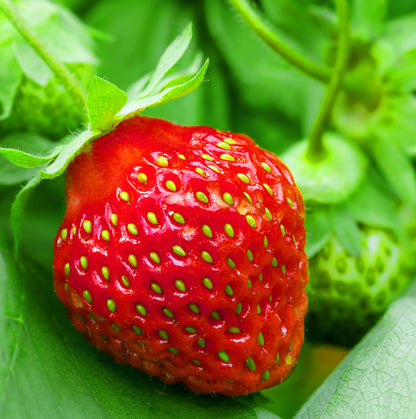 Strawberry Seeds 