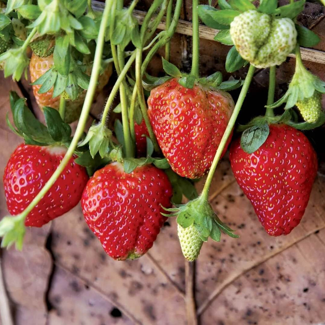 Strawberry Seeds 