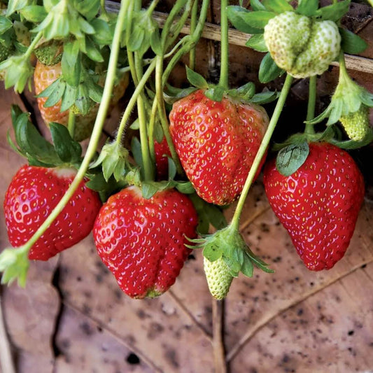 Strawberry Seeds 