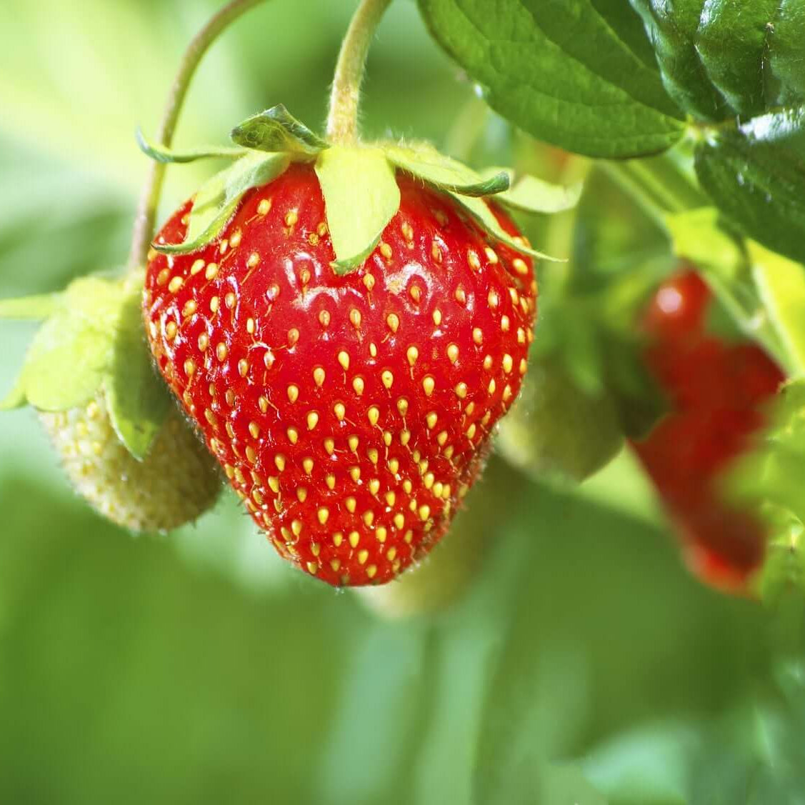 Strawberry Seeds 
