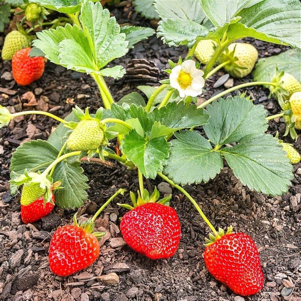 Strawberry Seeds 