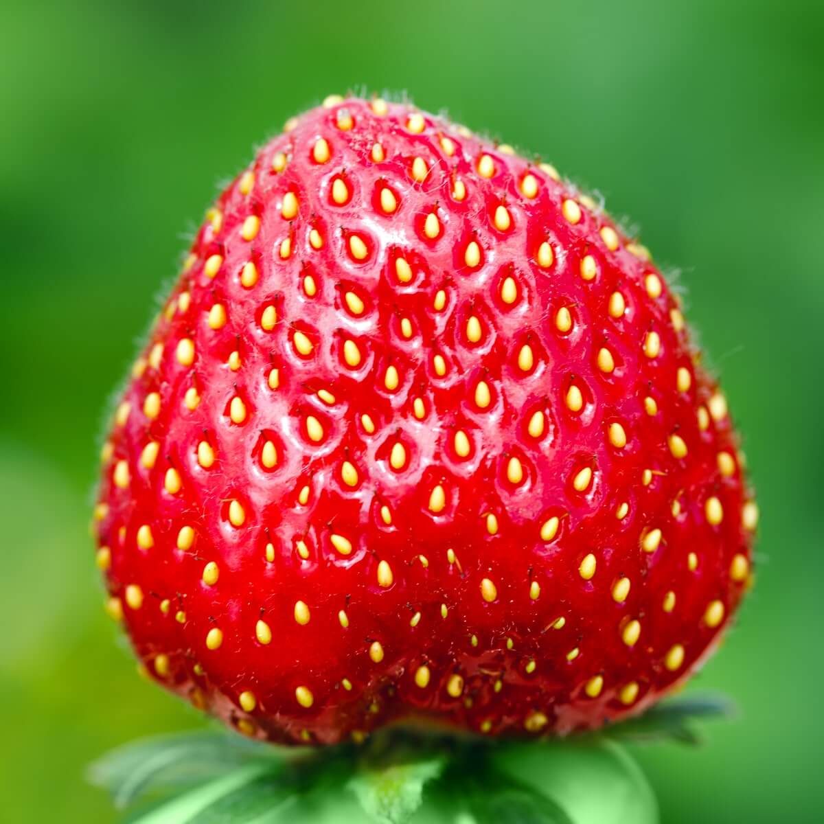 Strawberry Seeds 
