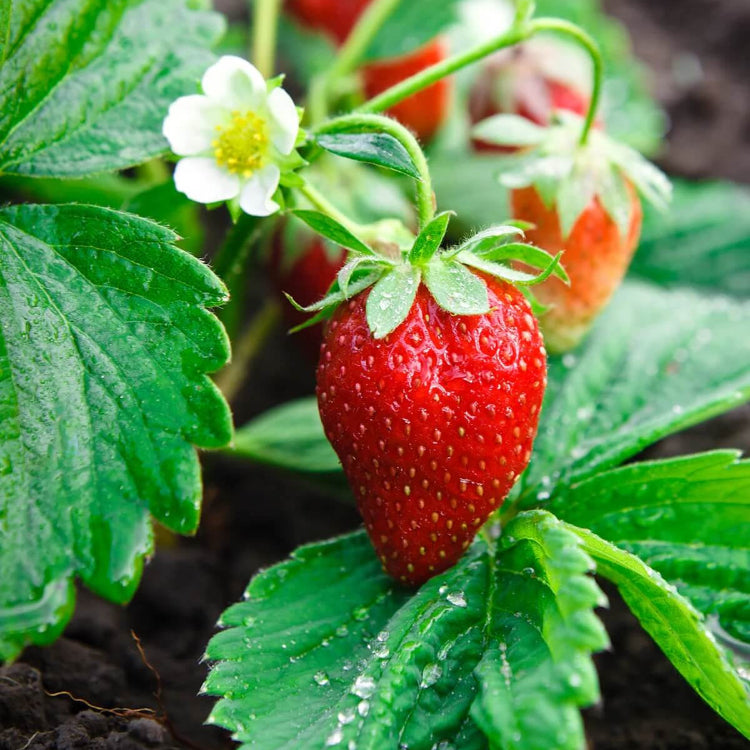 Strawberry seeds - Fruit Plant for Home Gardens