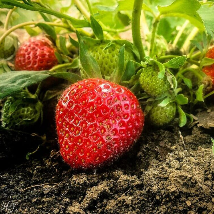 Strawberry seeds - Fruit Plant for Home Gardens