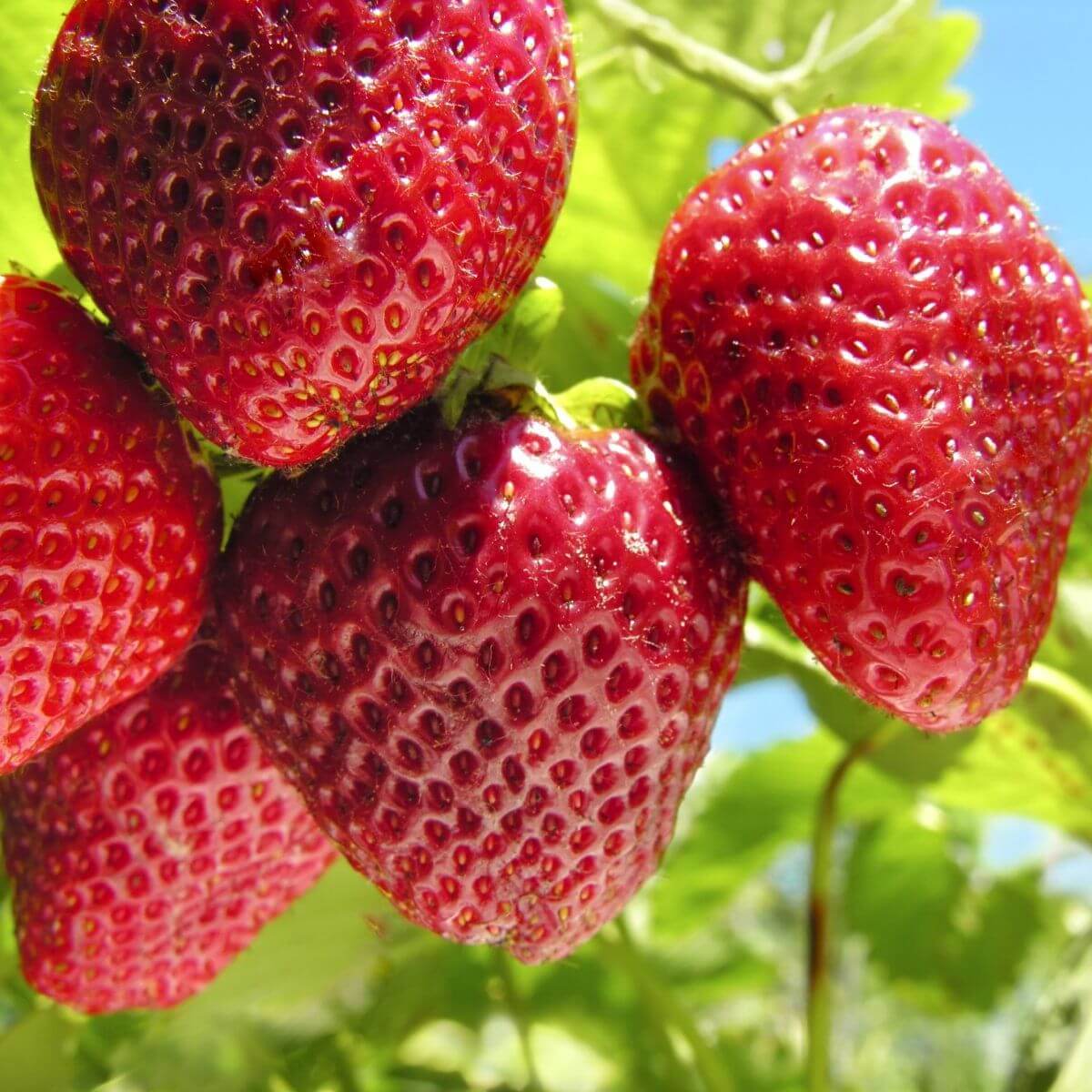 Strawberry seeds - Fruit Plant for Home Gardens