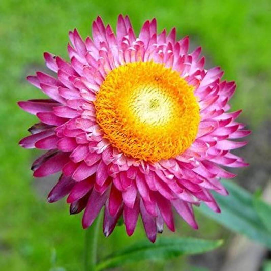 Strawflower Seeds - Flower Plant