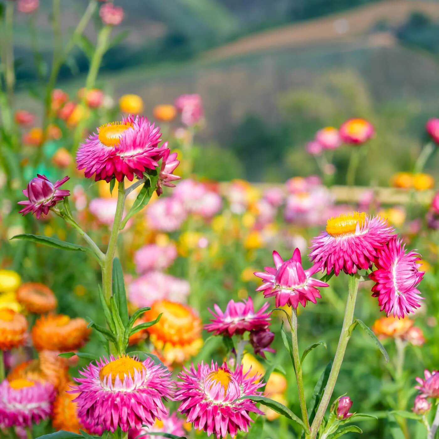 Strawflower Seeds - Flower Plant
