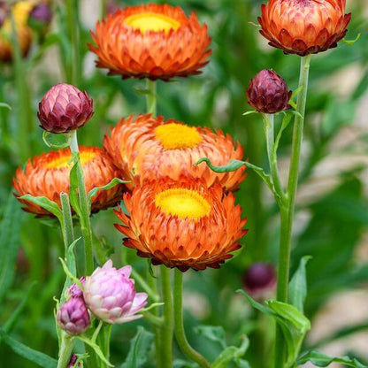 Strawflower Seeds 