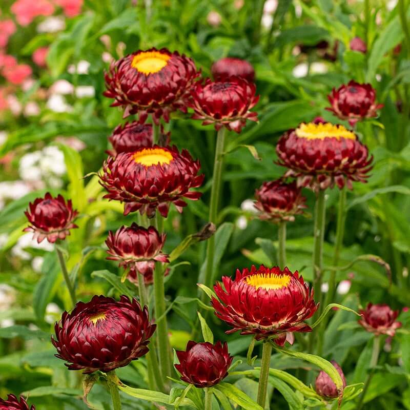 Strawflower Seeds 