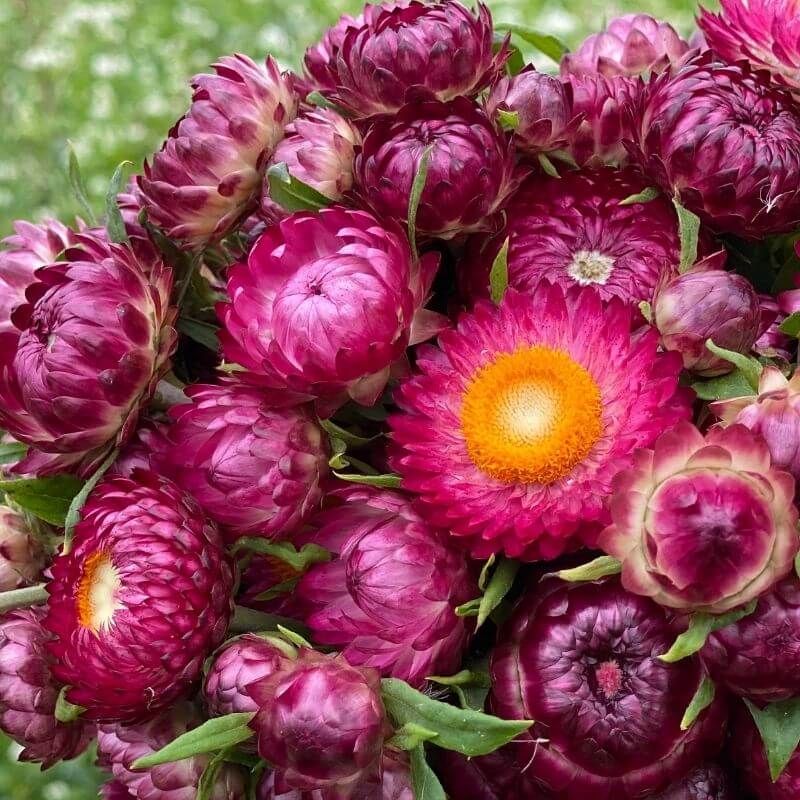 Strawflower Seeds 