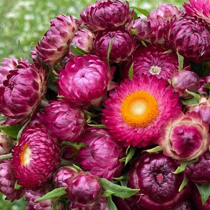 Strawflower Seeds 